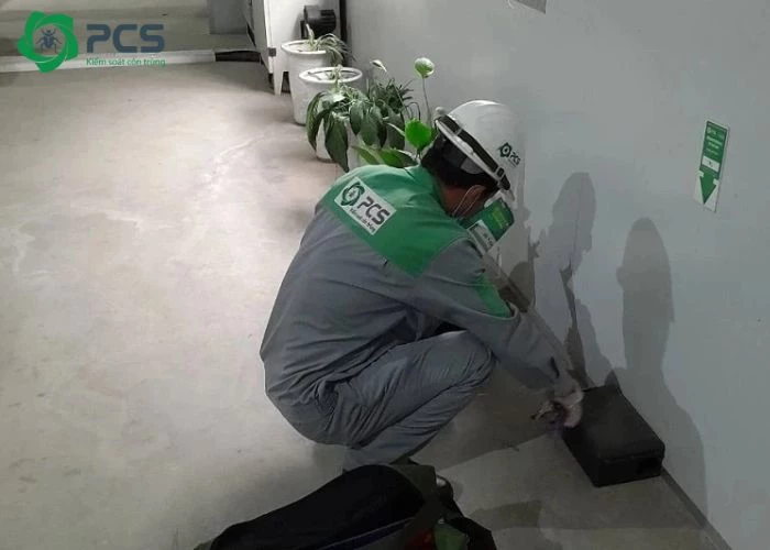 cách diệt kiến đen trong nhà